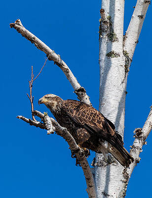 Minnesota Photograph - Glare by Linda Ryma