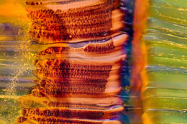 Photograph - Glass Trees by Omaste Witkowski