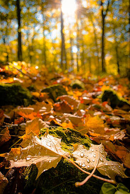 Autumn Leaves in Sunlit Forest Wall Art