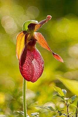 Wall Art featuring the photograph Glow Pink Ladys Slipper Orchid by Jeff Sinon