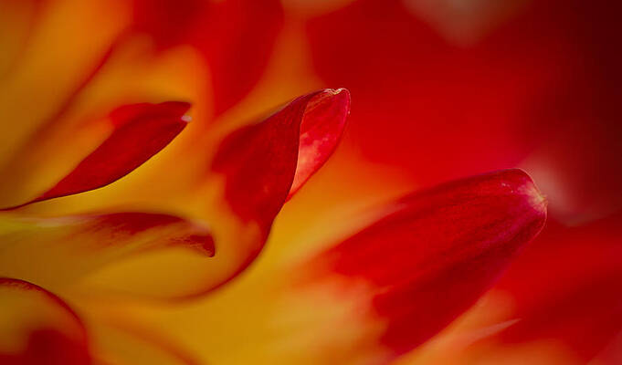 Bloom Wall Art featuring the photograph Glowing by Mary Jo Allen