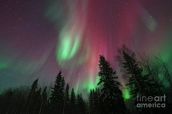 Northern Lights Over Forest Wall Art