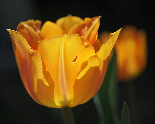 Beautiful Photograph - Glowing Tulips by Rona Black