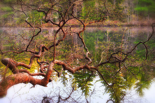 Reflection Wall Art featuring the photograph Gnarled Tree Reflections by Jeff Sinon