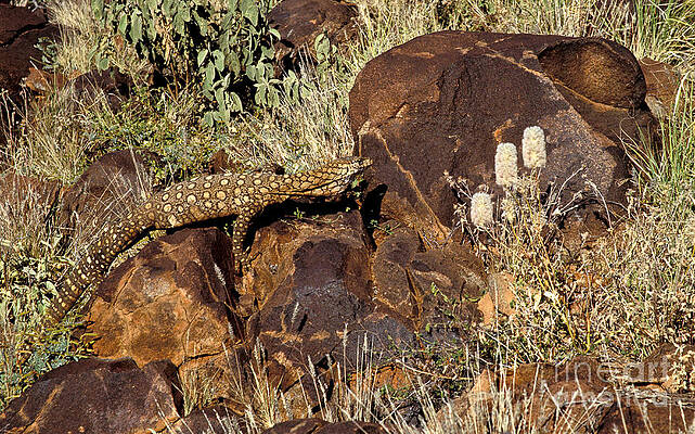 Wildlife Photograph - Goanna - Central Australia by Steven Ralser