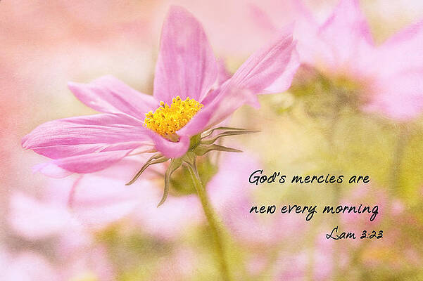 Pink Flower With Inspirational Quote Photograph
