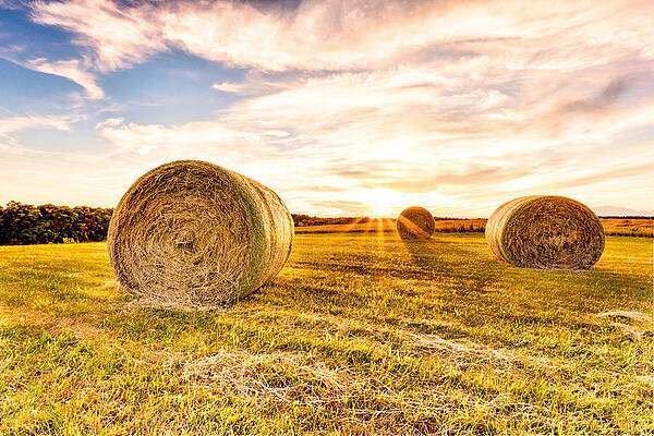 Photograph - Golden Glow Over The Bales by Rob Narwid