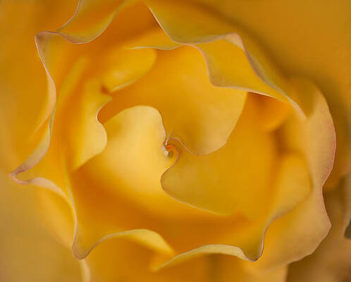 Summer Photograph - Golden Swirl by Mary Jo Allen