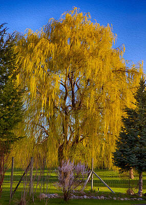 Nature Photograph - Golden Willow Tree by Omaste Witkowski