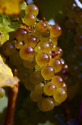 Wall Art featuring the photograph Golden Wine Grapes by Owen Weber
