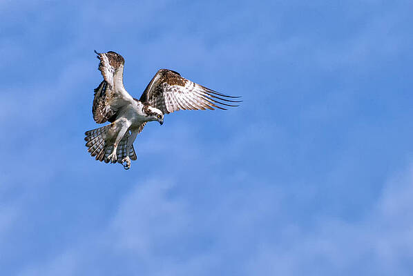 Bird Wall Art featuring the photograph Gone Fishing 2 by Ghostwinds Photography