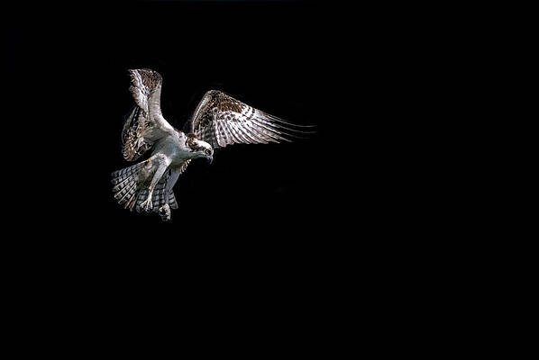 Wall Art featuring the photograph Gone Fishing by Ghostwinds Photography