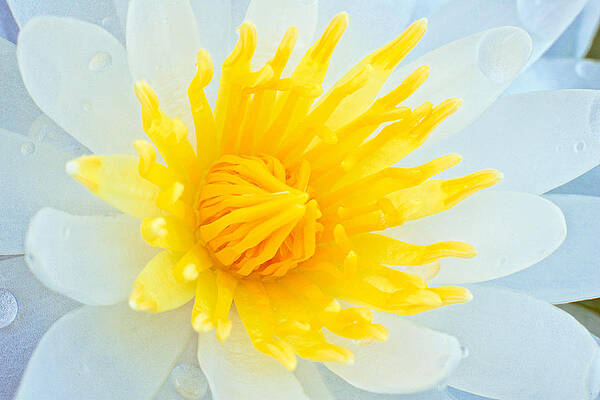 Wall Art featuring the photograph Good Morning Water Lily by Jeff Sinon