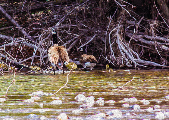 Wall Art featuring the painting Goose On The Loose by Omaste Witkowski