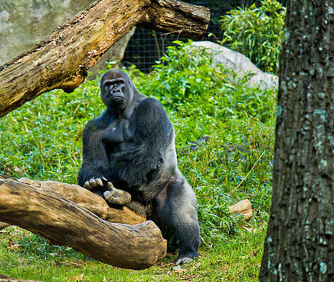 Wildlife Wall Art featuring the photograph Gorilla by Jonny D