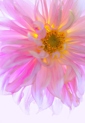 Bloom Wall Art featuring the photograph Gossamer Glow by Mary Jo Allen