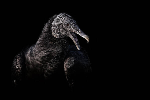 Wall Art featuring the photograph Gossip by Ghostwinds Photography