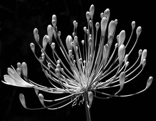 Monochrome Agapanthus Bloom Wall Art