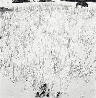 Growth Wall Art featuring the photograph Grass In Sand by Horst P. Horst
