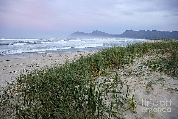 Beach Wall Art featuring the photograph Grass On Beach At Dawn by Sami Sarkis Photography