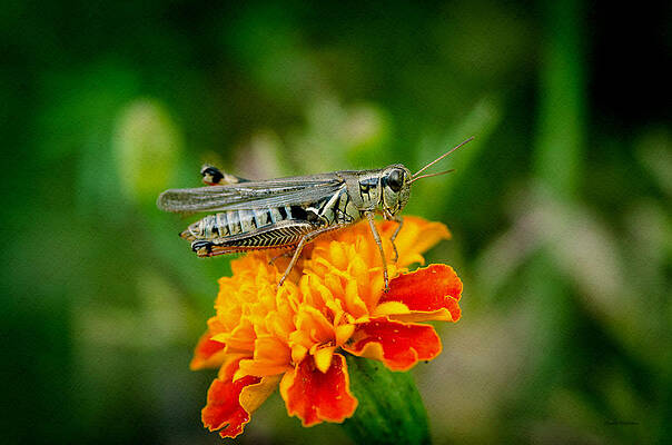 Color Photograph - Grasshopper On Marigold by Crystal Wightman