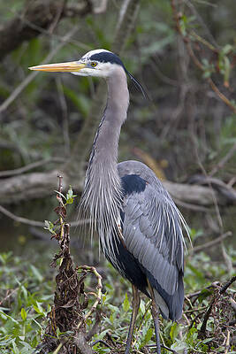 Photograph - Great Blue Heron by Jim E Johnson
