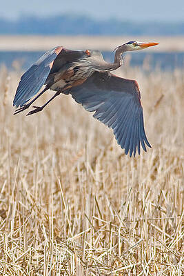 Marsh Photograph - Great Blue Heron Rising 2 by Natural Focal Point Photography