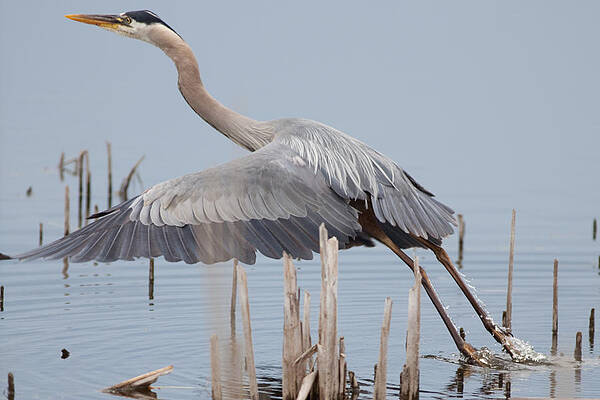 Marsh Photograph - Great Blue Heron Rising by Natural Focal Point Photography