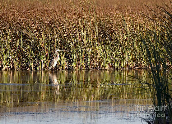 Wildlife Photograph - Great Blue Heron by Steven Ralser