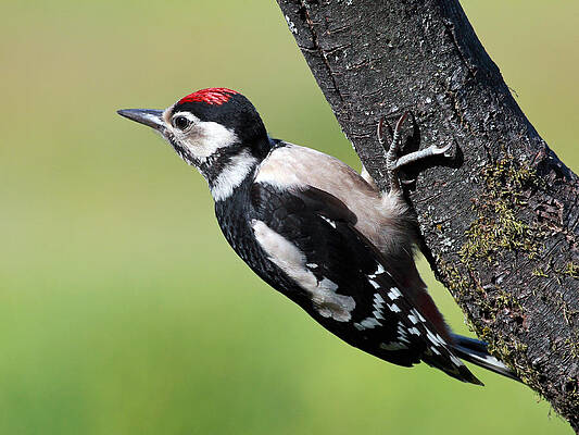Bird Wall Art featuring the photograph Great Spotted Woodpecker by Grant Glendinning