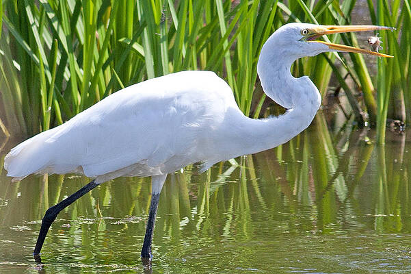 Marsh Photograph - Great White Egret In Horicon Marsh by Natural Focal Point Photography