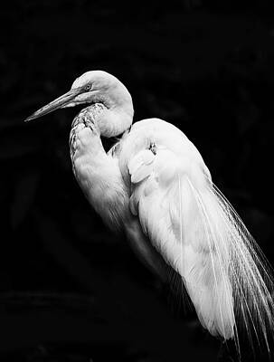 Black And White Wall Art featuring the photograph Great White Egret On Black by Bill and Linda Tiepelman