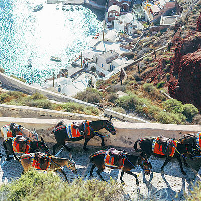 Donkeys on Santorini Cliffside Path Wall Art