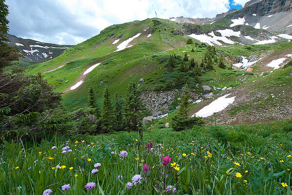 Colorado Photograph - Green Colorado Summer by Cascade Colors