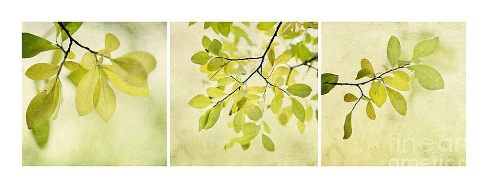 Green Foliage Triptych Wall Art