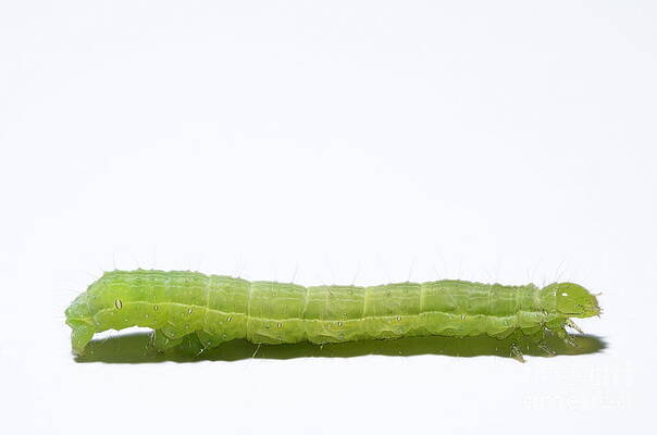 Animal Wall Art featuring the photograph Green Inchworm On White Background by Sami Sarkis Photography