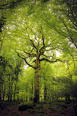 Nature Photograph - Green Lightning by Mark Callanan
