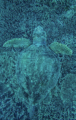 Wall Art featuring the photograph Green Turtle Hidden In Coral by Greg Sullavan