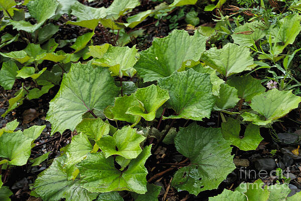 Summer Photograph - Green Vine by William Norton