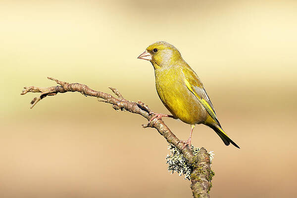 Bird Wall Art featuring the photograph Greenfinch by Grant Glendinning