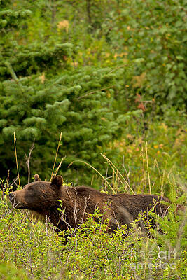 Glacier National Park Photograph - Grizzly In Glacier by Natural Focal Point Photography
