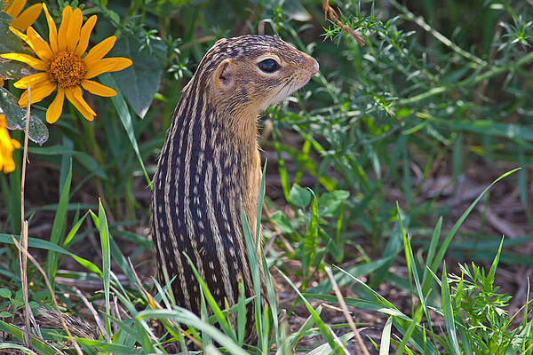 Marsh Photograph - Ground Squirrel At Horicon Marsh by Natural Focal Point Photography