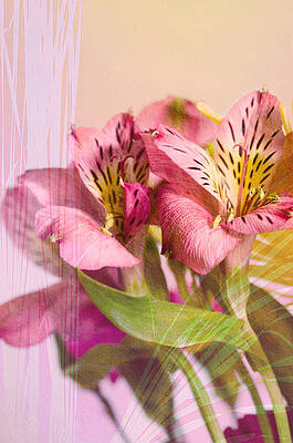 Color Photograph - Peruvian Lilies by Crystal Wightman