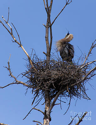 Wild Photograph - Guarding The Nest by Mary Lou Chmura