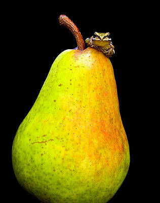 Wild Wall Art featuring the photograph Guest A-pear-ance by Jean Noren