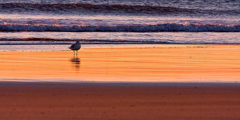 Reflection Wall Art featuring the photograph Gull And Sunrise Surf by Jeff Sinon