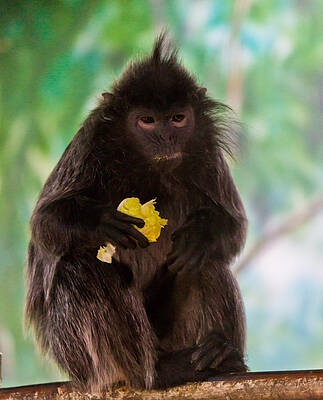 Wildlife Wall Art featuring the photograph Hairy Monkey by Jonny D