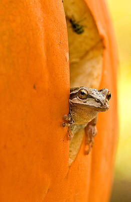 Nature Photograph - Halloween Surprise by Jean Noren