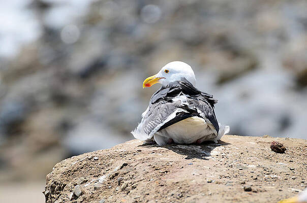 Nature Wall Art featuring the photograph Hanging Out by La Dolce Vita