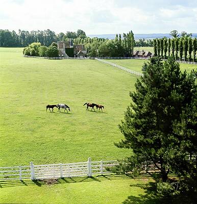 Rural Scene Photograph - Haras De Meautry Stud Farm by Henry Clarke